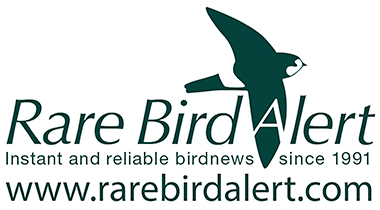 Rare Bird Alert - Instant and Reliable Bird News since 1991